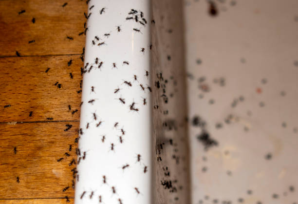 Best Cockroach Control Services  in North Redington Beach, FL