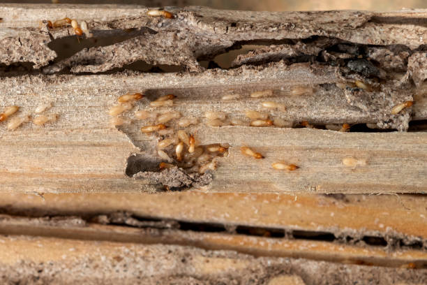 Best Residential Pest Control  in North Redington Beach, FL