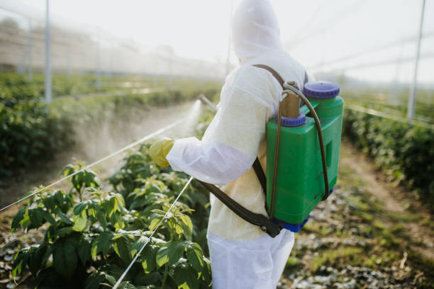 Best Bed Bug Extermination  in North Redington Beach, FL